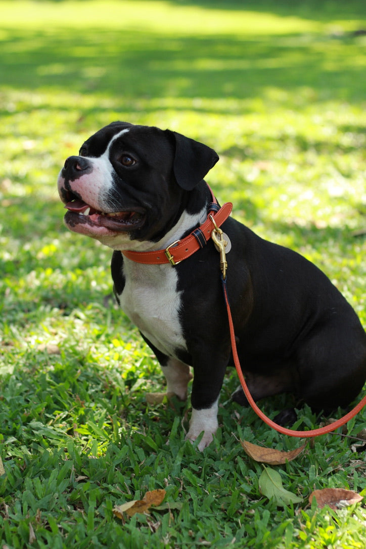 Collar Naranja / Azul Oscuro
