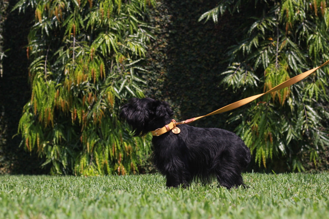 Collar Albaricoque / Miel