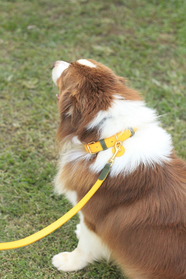 Collar Amarillo / Verde Oliva