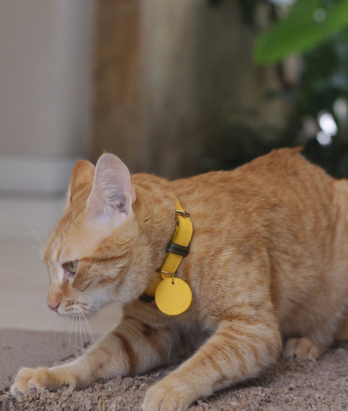 Collar Gato Amarillo / Verde Oliva